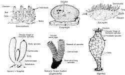 Diversity Of Animal Life Class 9 Notes Science Free PDF
