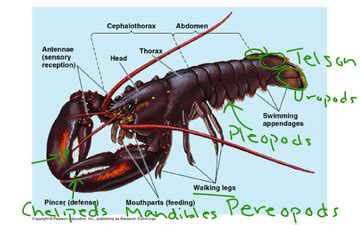 Image result for Class Crustacea