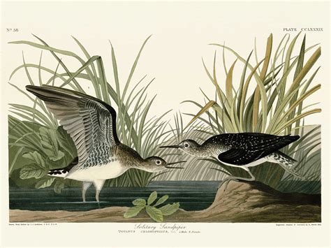 John James Audubon (Solitary Sandpiper) Art Print | The Art Group