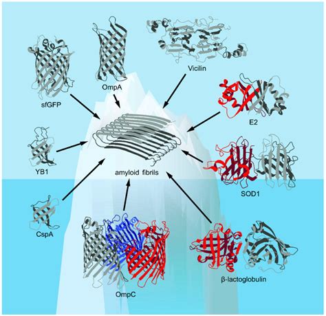 β-Barrels and Amyloids: Structural Transitions, Biological Functions ...