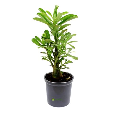Buy Adenium Plant in Grey Ceramic Pot online at best price