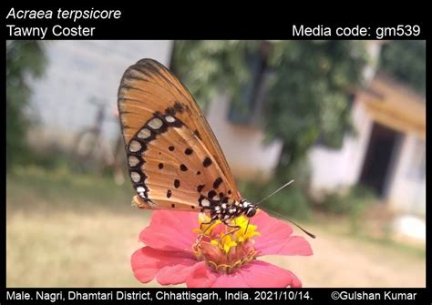 Acraea terpsicore | Butterfly