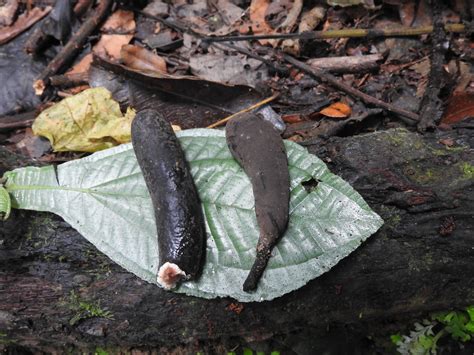 Xylaria polymorpha (Pers.) Grev. | Colombian Fungi made accessible