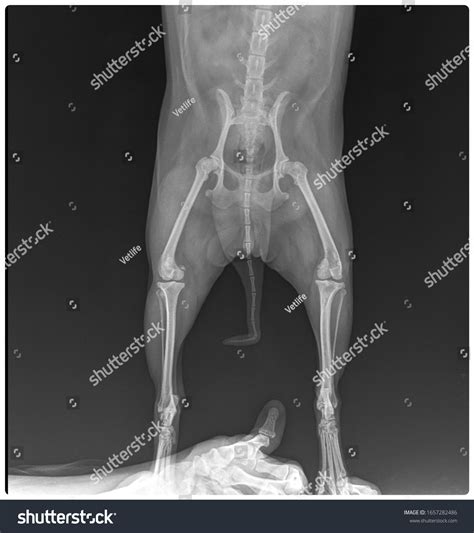 How Much Does Dog Xray Cost