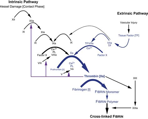 Screening Tests in Haemostasis: The Prothrombin Time [PT]