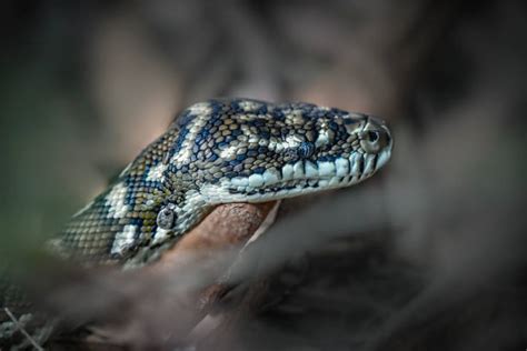 Image result for Small Python Australia