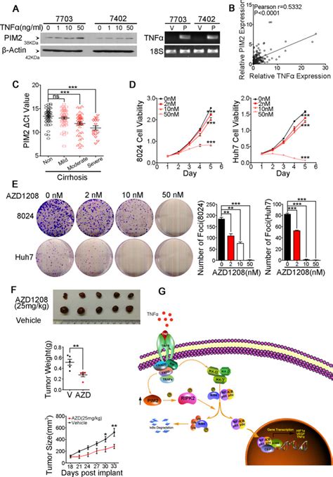 Image result for PIM2 Intracellular