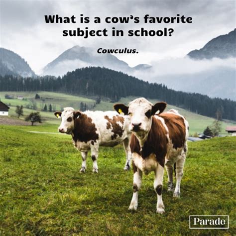 101 Funny Cow Jokes To A-MOOOO-se You - Parade
