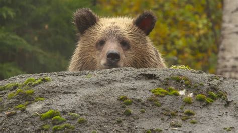 Brown bear cubs are BFFs at Woodland Park Zoo | king5.com