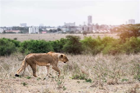When Do Humans Go Extinct 的图像结果