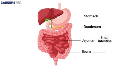 Image result for How Does Digested Food Get into Blood Absorption