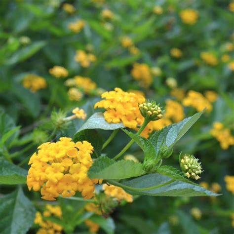 Yellow Lantana Ground Cover Plants Gold Mound Lantana | Shrubs | Moon