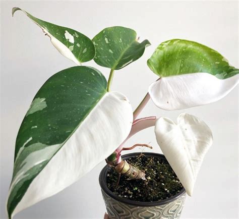 SIAM GARDEN Rare King Cobra Snake Plant, Black, 15 cm to 30 cm : Amazon ...