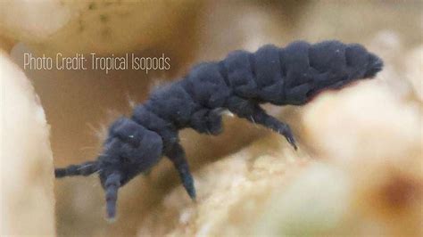 Image result for Springtail Identification