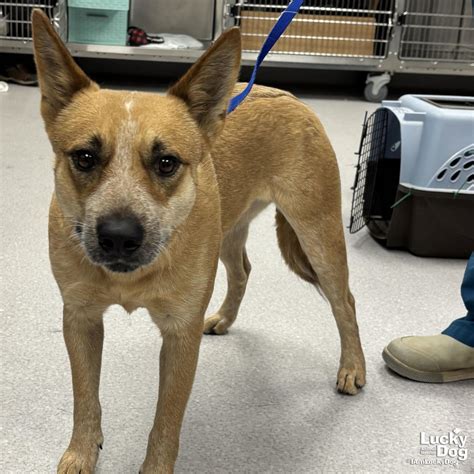 Adopt Foxy Lady Today - Find Paw Pal