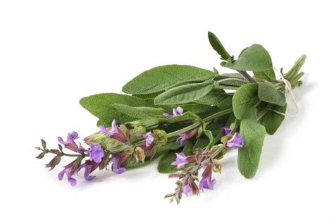 9 Popular Types of Sage Plants And Their Helpful Uses