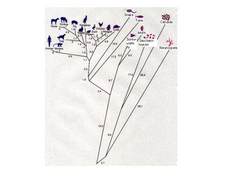 Animal Systematics Lecture 1 | PPTX