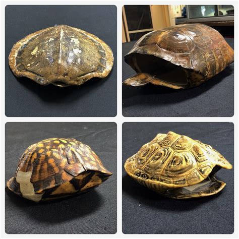 Image result for Turtle Pulled Inside Shell