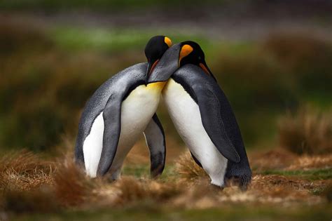 Do Penguins Mate for Life? Penguin Mating Facts - A-Z Animals