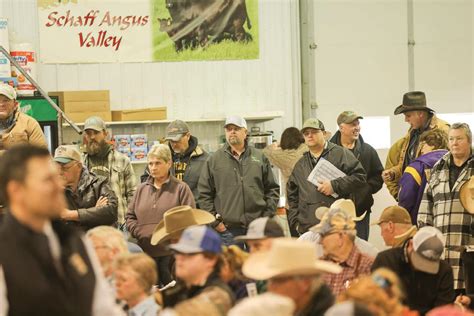Schaff Angus Valley 122nd Production Sale 2025 by Bohrson Marketing ...