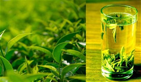 什么是绿茶，我国代表性的绿茶有哪些品种-传统文化杂谈