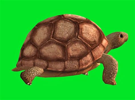 Image result for Turtle Graphics Screen Shot