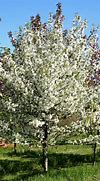 Image result for Crabapple