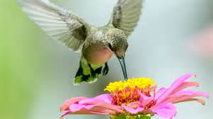 Image result for Hummingbird Spring Arrival Map