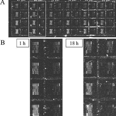 Antibody Microarray Slides 的图像结果