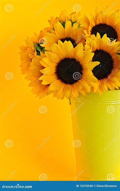 Sunflowers in vase stock photo. Image of flowers, botany - 12370540