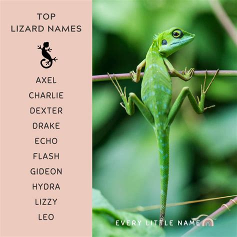 Names For Pet Reptiles 51 Top Ideas [Male, Female] – Limmerkoll