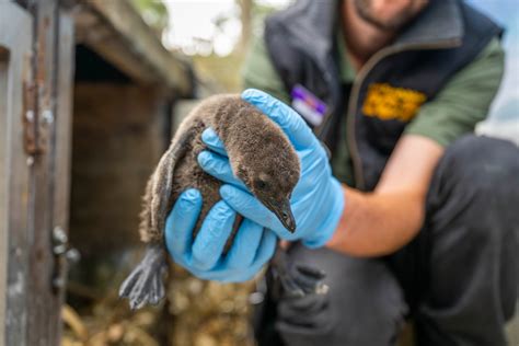 Zoo names endangered ‘mischievous’ penguin chicks after Oasis frontmen | Radio NewsHub