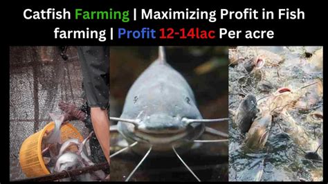 Image result for Catfish Farming Tips