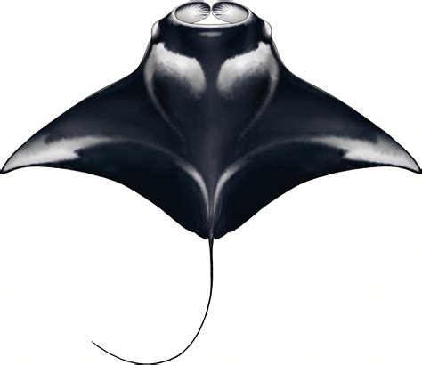 Conserving devils | Save Our Seas Magazine
