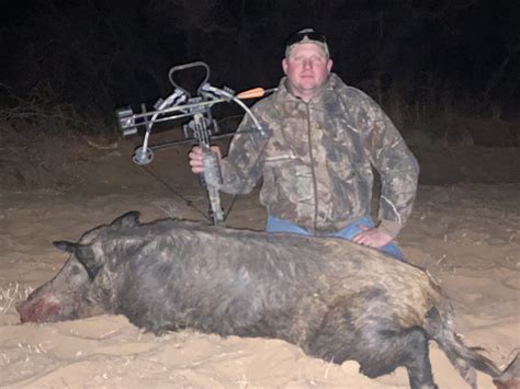 Texas Archery Hog Hunts | Guided Wild Hog Hunting Adventures