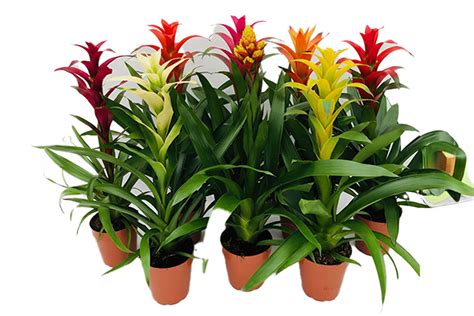 Rise n' Shine Nursery