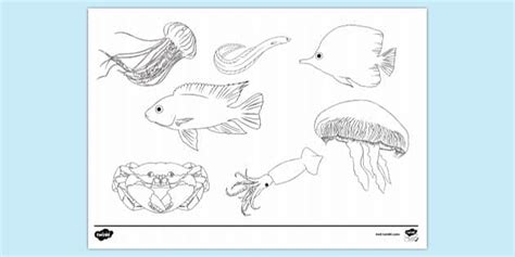 Undersea Animals Colouring Page | Colouring Sheets - Twinkl