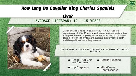 Lifespan Of King Charles Cavalier