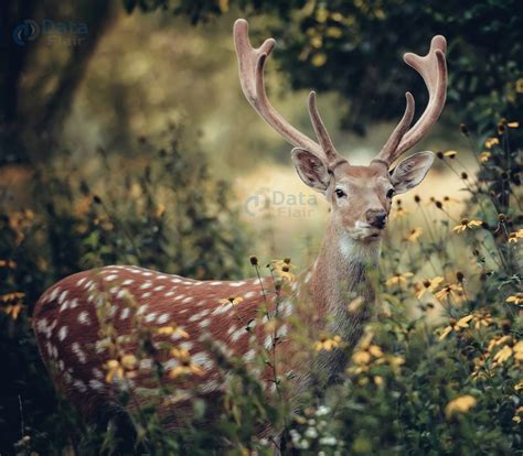 Image result for Blob Detection OpenCV Python