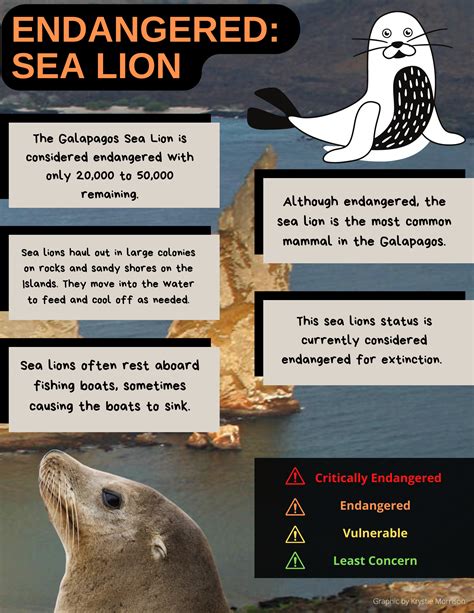Endangered Wildlife: Sea Lion – The Bridge