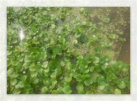 【水葫芦摄影图片】肖厝路边的池塘生态摄影_太平洋电脑网摄影部落