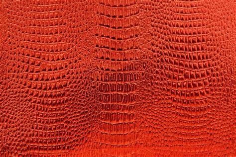 Image result for Computer Science Coding Red Python