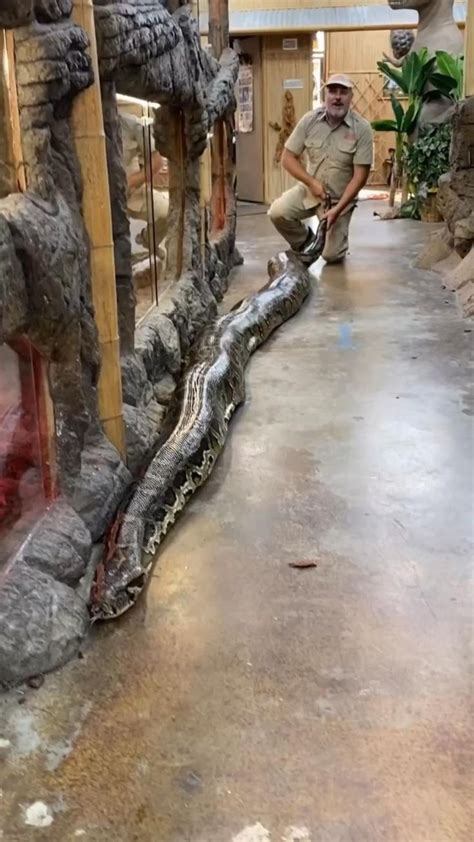 Image result for Burmese Python Full Size