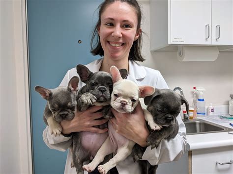 Monique Fitzpatrick, DVM - Salmon Brook Veterinary Hospital