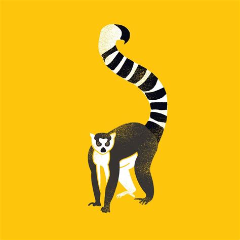 Ring Tailed Lemur - Framed Prints by Hamid Raza | Buy Posters, Frames ...