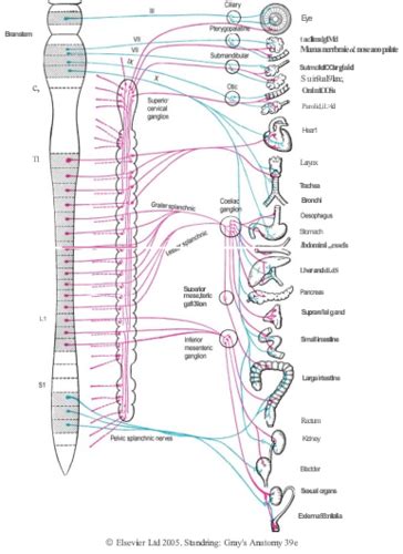 Image result for Common Compensatory Pattern