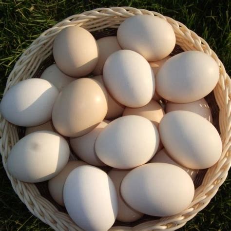 生鸡蛋-生鸡蛋介绍-生鸡蛋好吃吗--排行榜123网