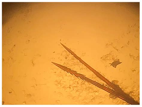 Traumatic Oral Lesions in Loggerhead Sea Turtles (Caretta caretta ...