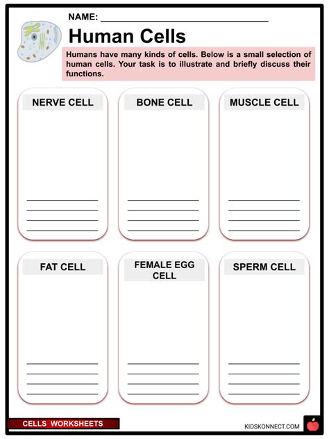 Worksheets Human Cell Structure 的图像结果