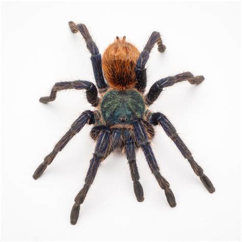 Green Bottle Blue Tarantula Care — The Tarantula Collective
